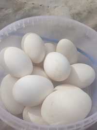 Продам гусячі яйця