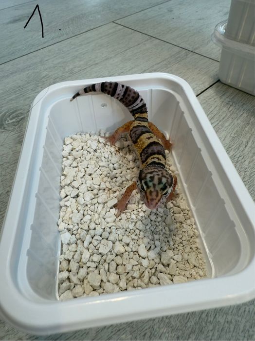 Gekon lamparci mlode rożne barwy