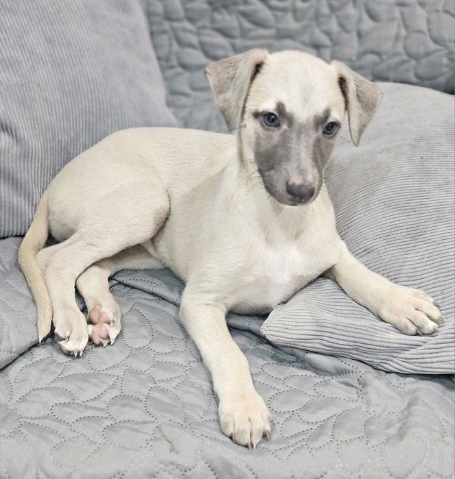 Chart angielski whippet suczka