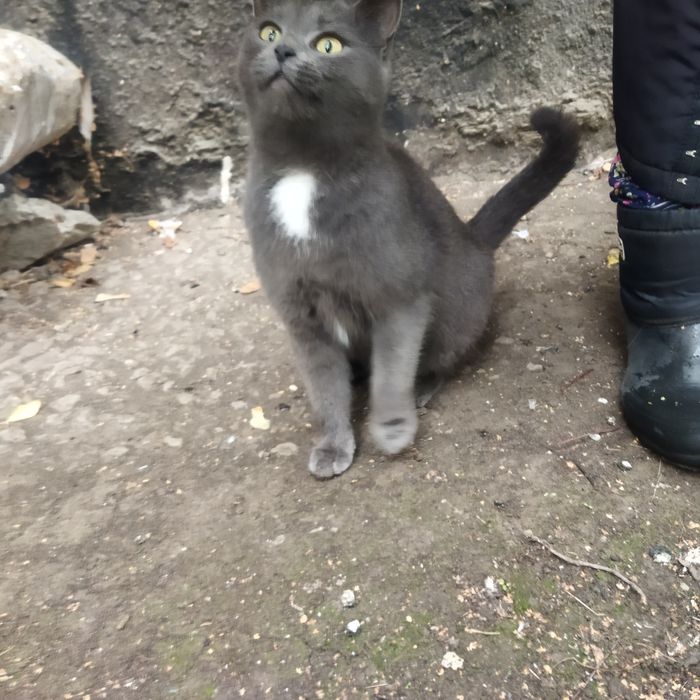 Кішечка 3 роки Стерелізована