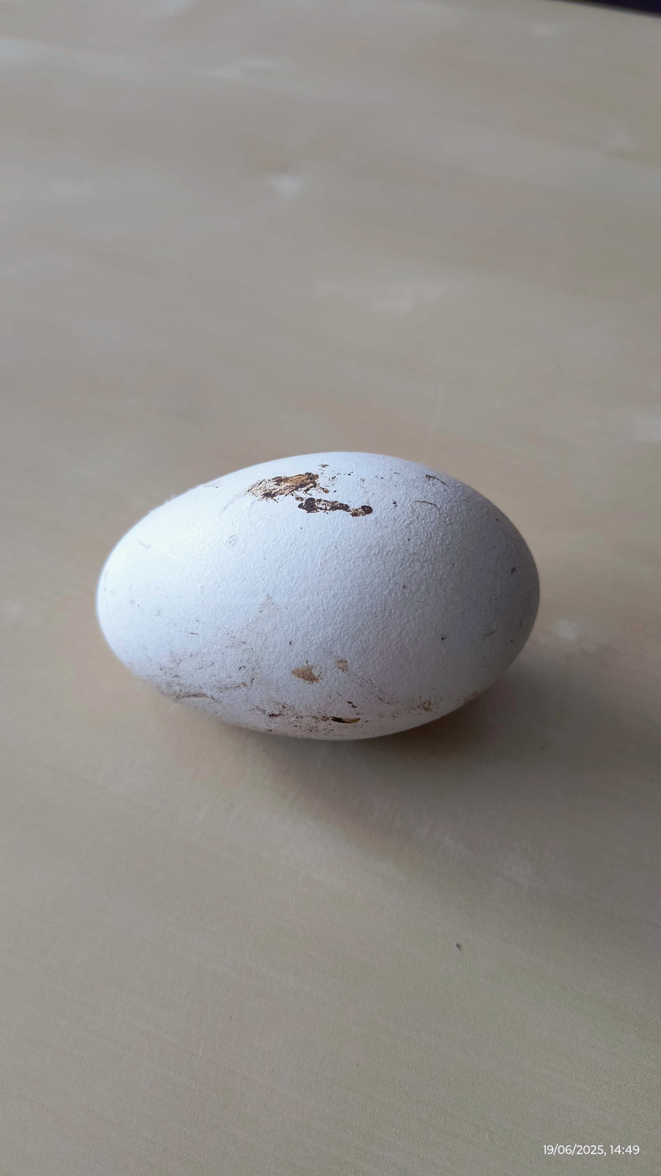 Ovos de Ganso da Guiné fertilizados