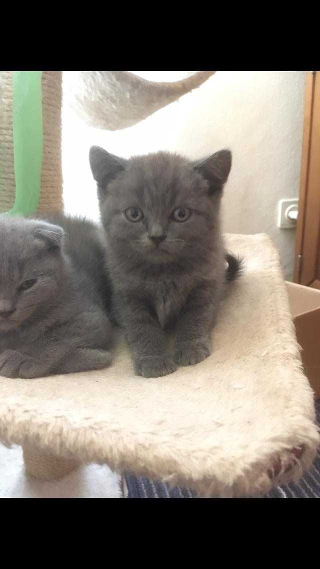 gatinho scottish fold