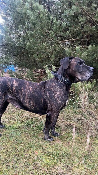 Urocz dorosła sunia szuka domu