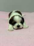 Szczeniak Shih Tzu- BAMBI do rezerwacji