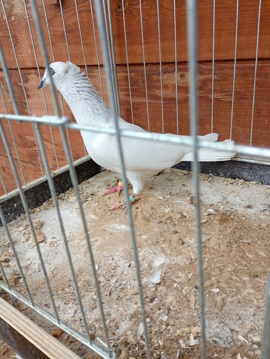 Jasne korniate srebniaki