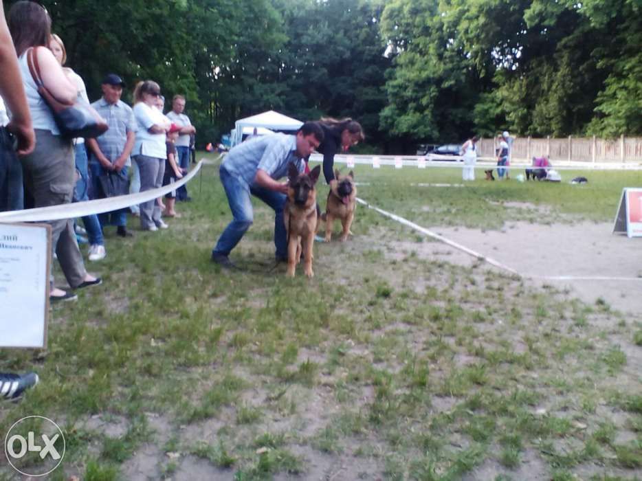 Кинолог. Дресирування будь яких собак