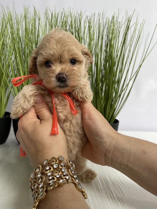 VIP Мальтипу F1  Дівчатка та хлопчик — краса з характером