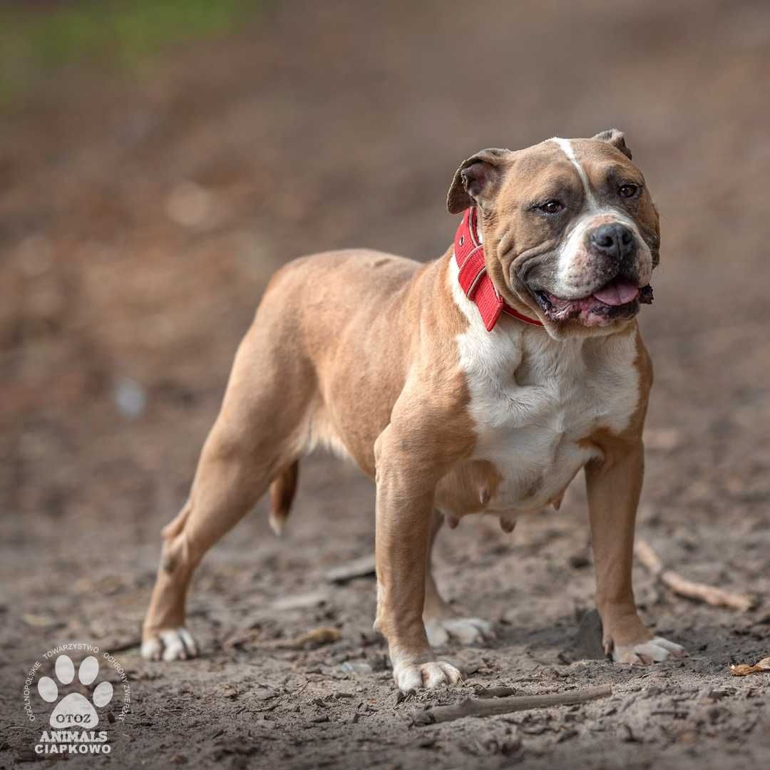 Ruda szuka doświadczonego domu! OTOZ Animals Schronisko Ciapkowo