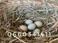 Інкубаційне яйце мисливського та руминського фазана