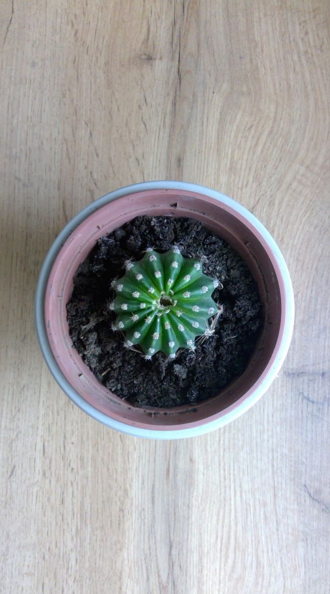 Кактус Ехінопсис Ейрієза (Echinopsis eyriesii).