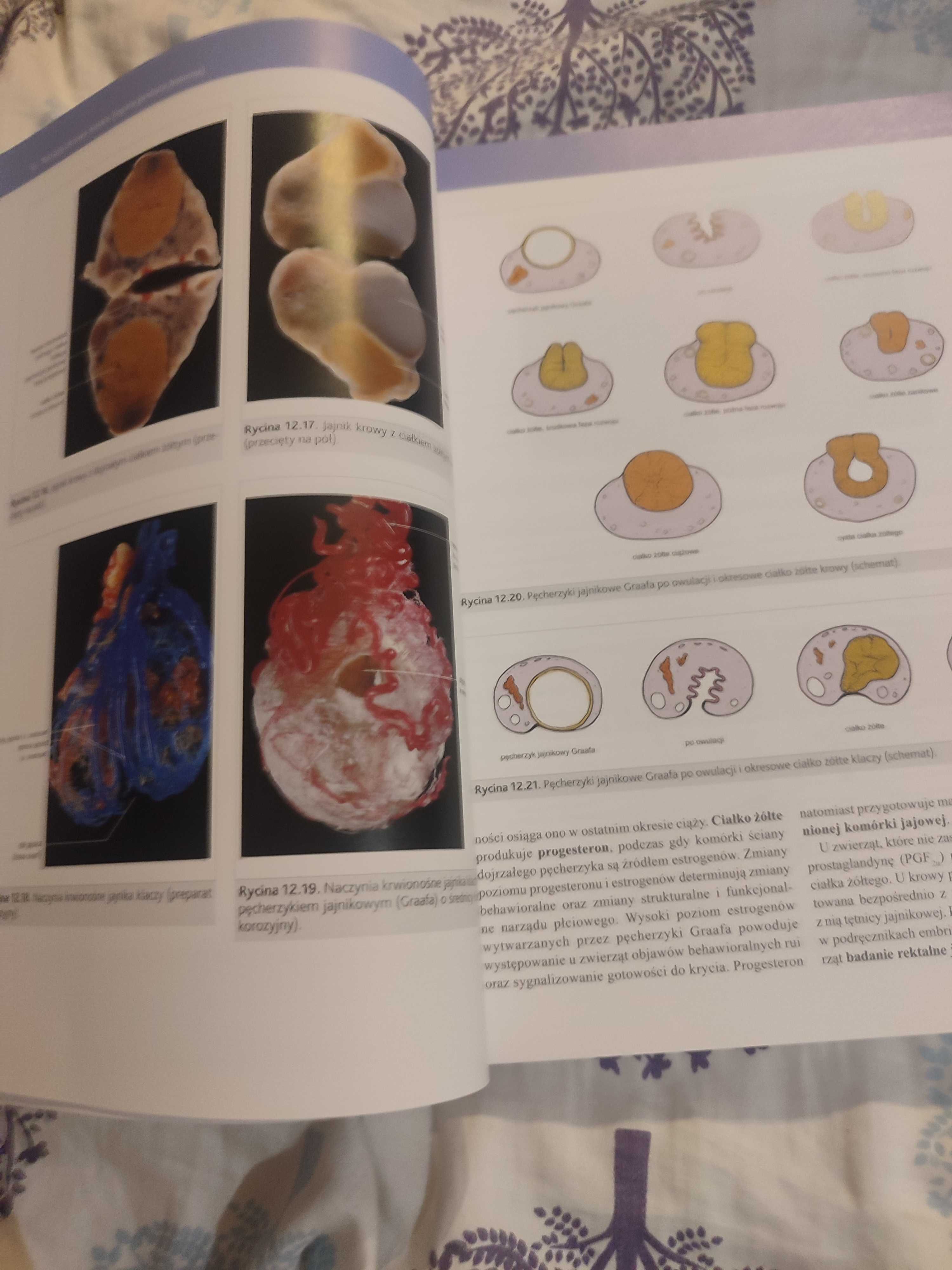 Anatomia zwierząt domowych. Kolorowy atlas i podręcznik Cz 2