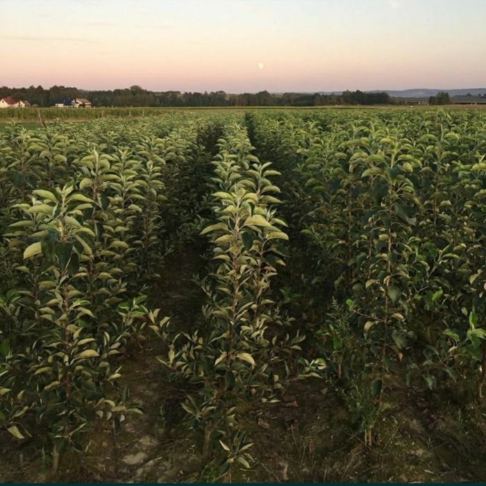 Drzewka owocowe -jabłonie