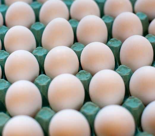 Продам інкубаційне яйце Домінант сусекс Україна