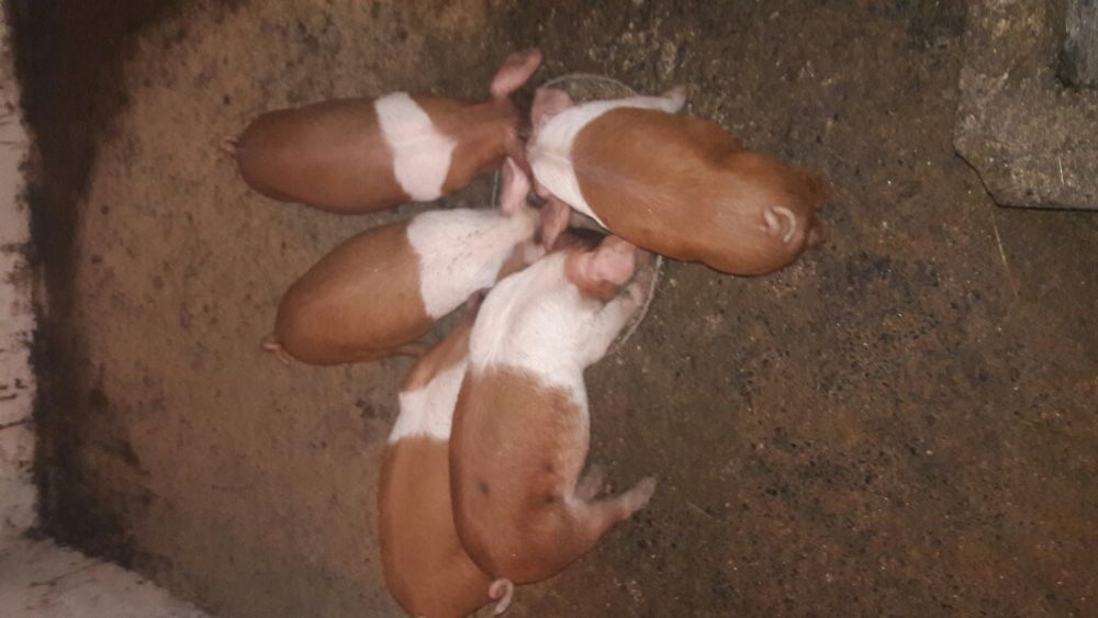 поросята породи українська червона білопояса