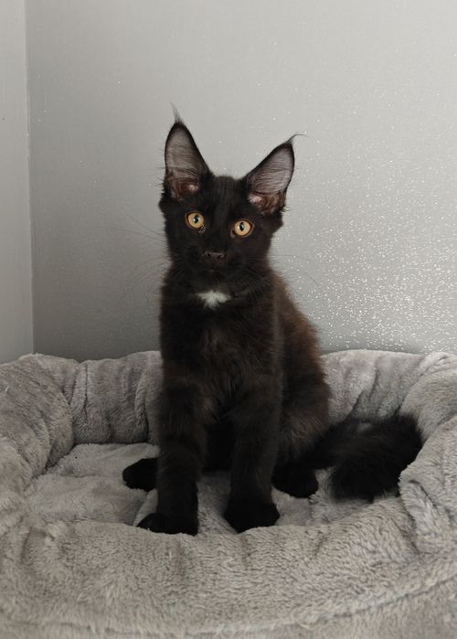 Kocurek Maine Coon gotowy na zmianę domku