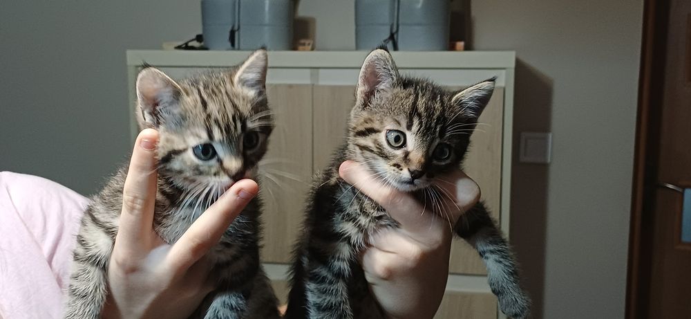 Oddam kotki w dobre ręce