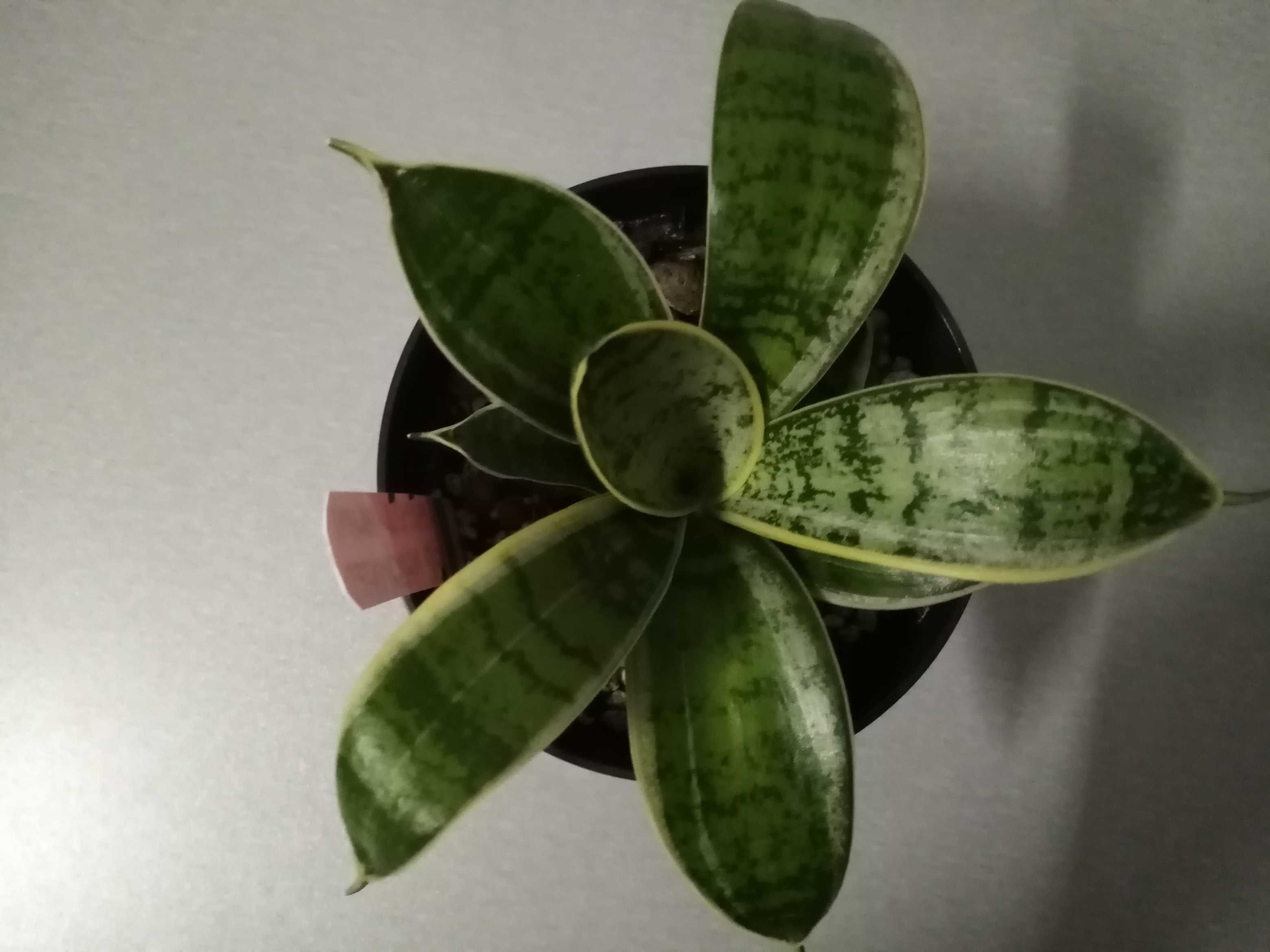 3. Sansevieria hahnii Silver Marginated - młoda sadzonka