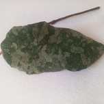 Hoja Caudata Gold