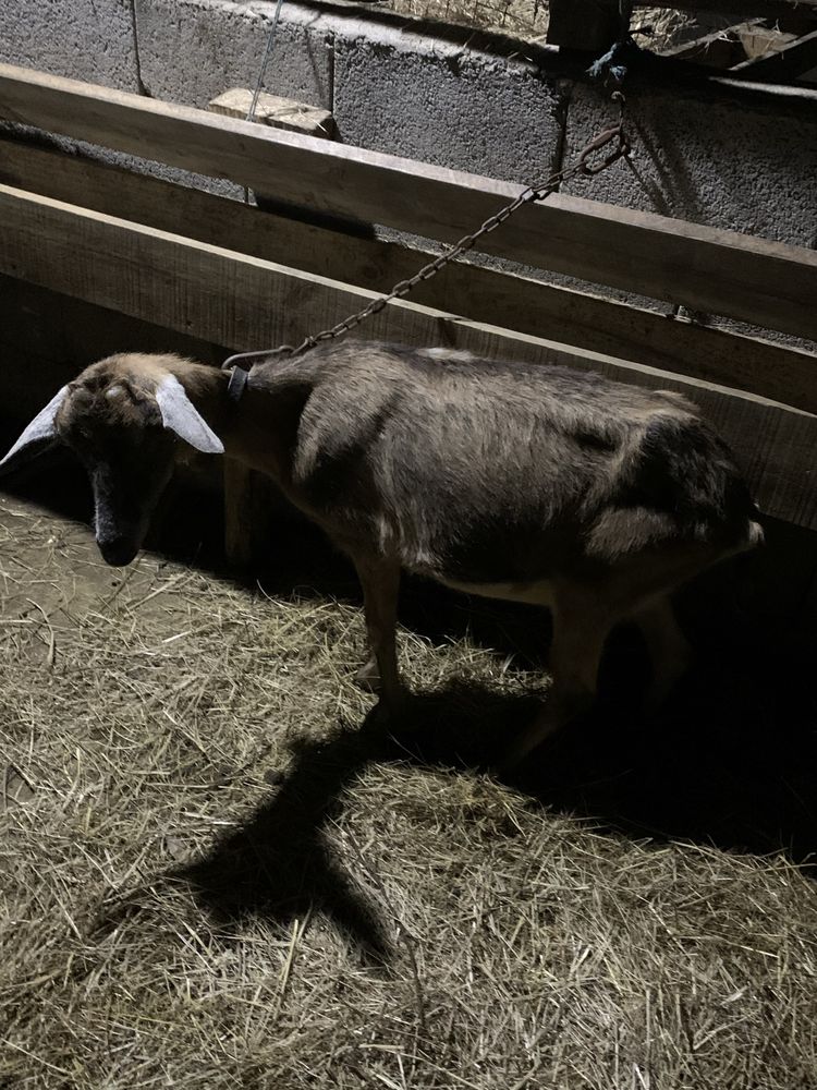 Vendo cabrita prenha crozada de corso