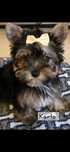 Sliczny piesek Yorkshire terrier