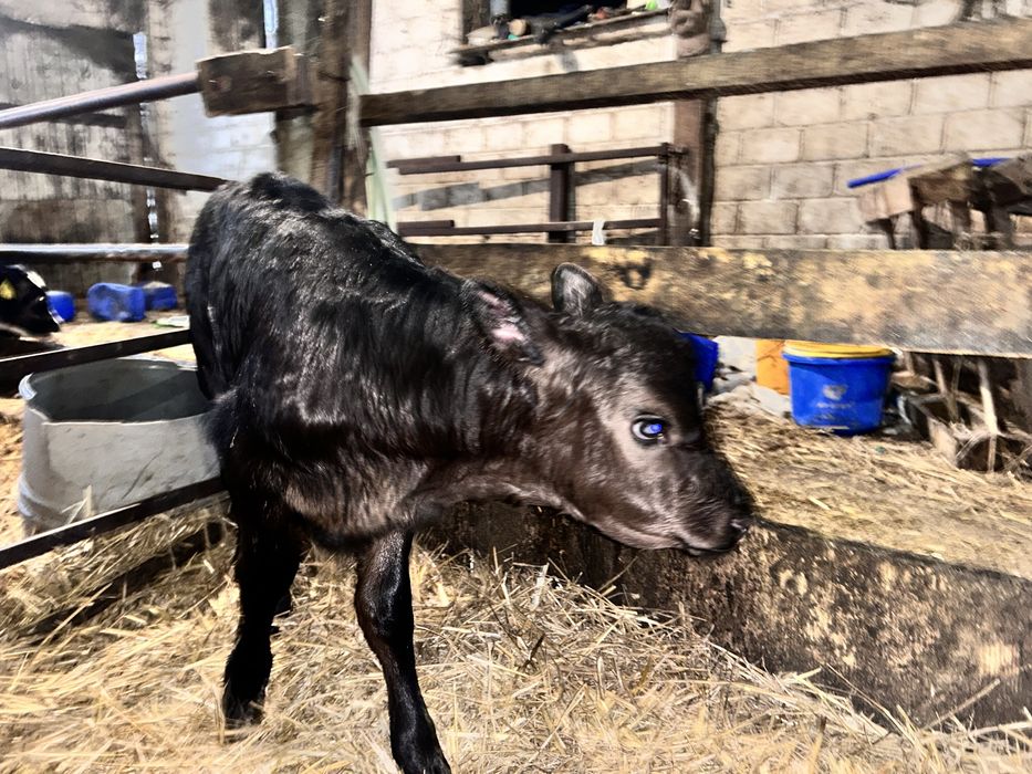 Sprzedam cielaki mięsne i hf