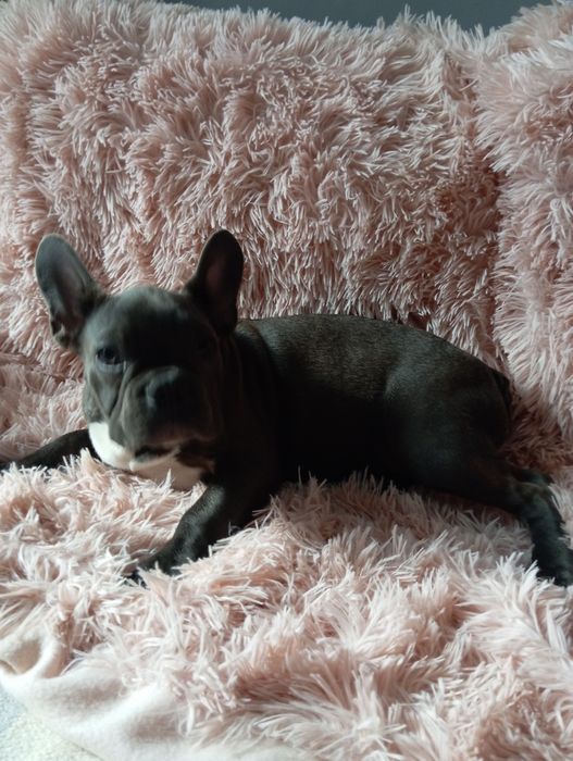 Buldog francuski niebieski chlopak