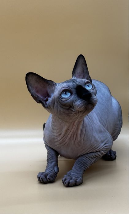 Канадський сфінкс