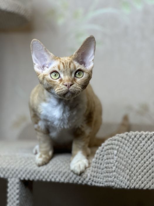 Девон Рекс девочка