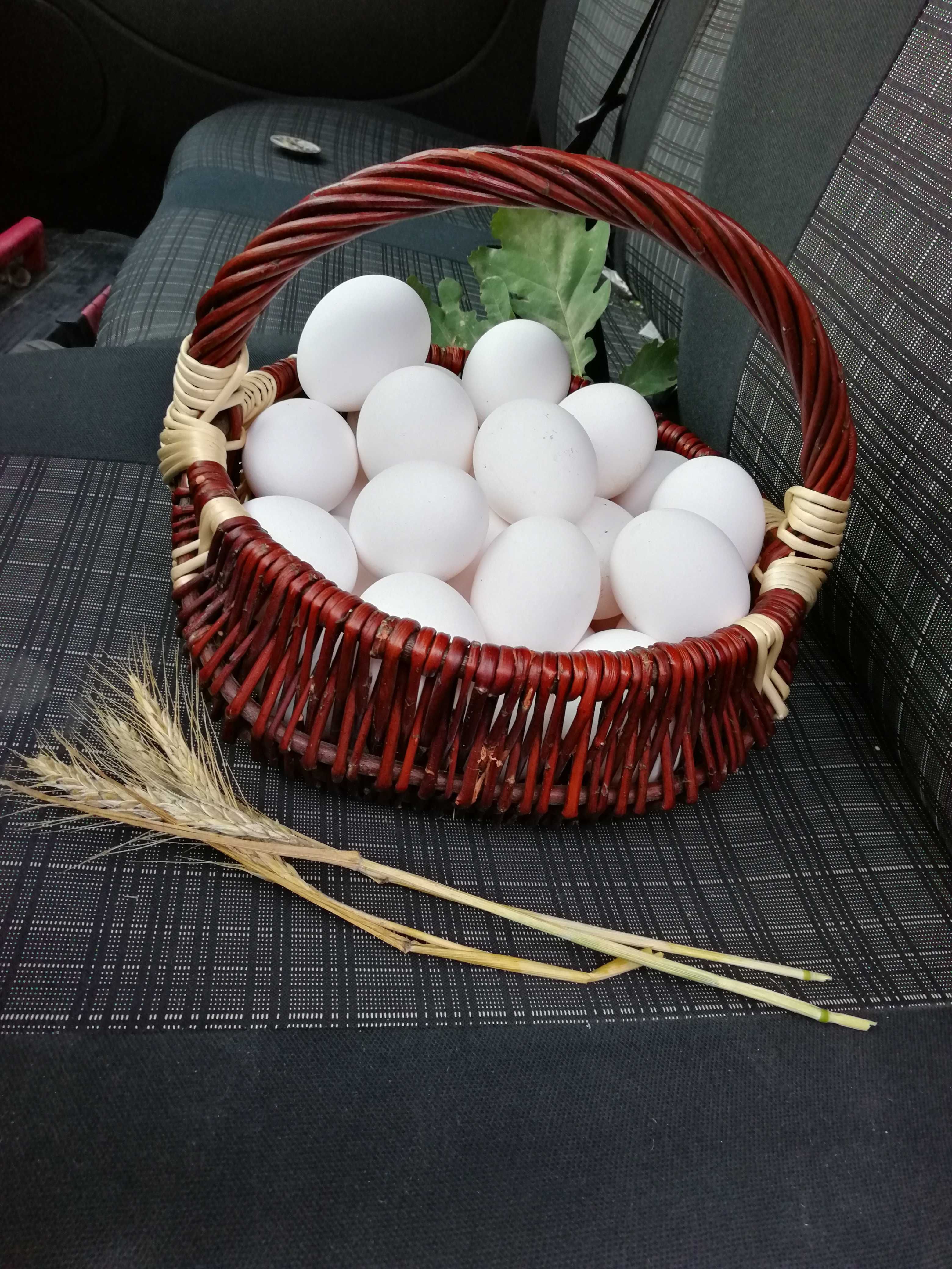 Jaja, jajka legowe od kur Leghorn możliwa Wysyłka!!!