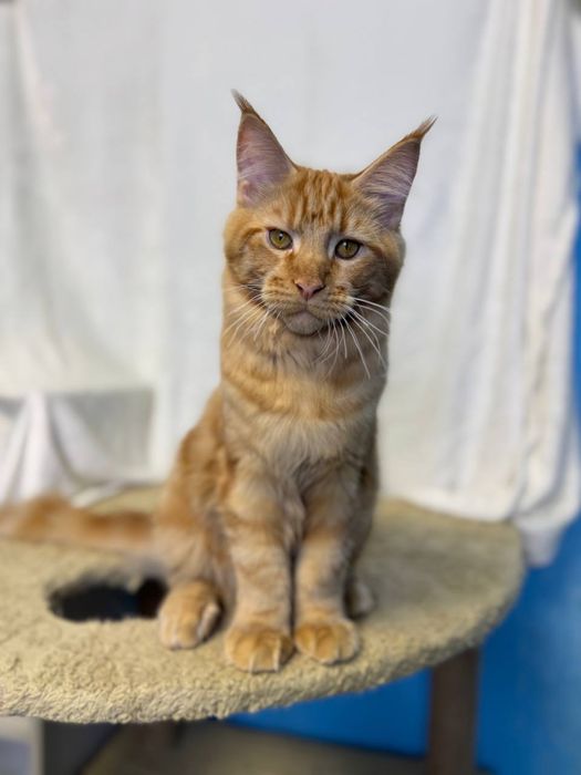 Продам кошеня мейн-кун (хлопчик, рудий, червоний мармур) гентести