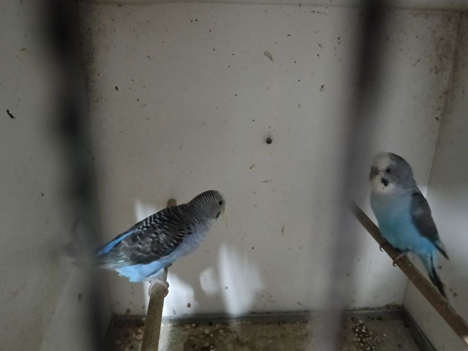 Piriquitos hogoromos e asas negras