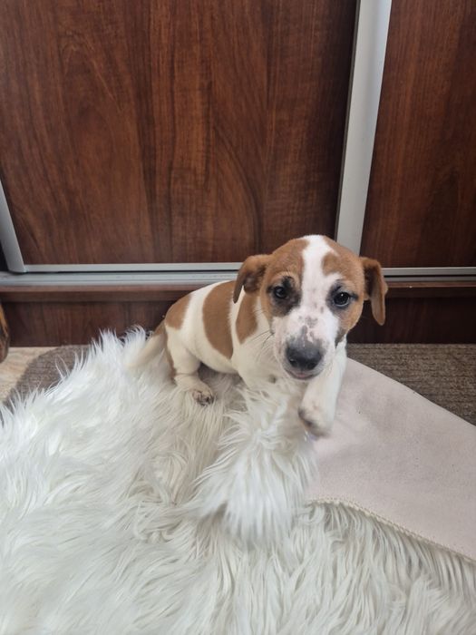 Jack Russell Terrier szczeniak - pies