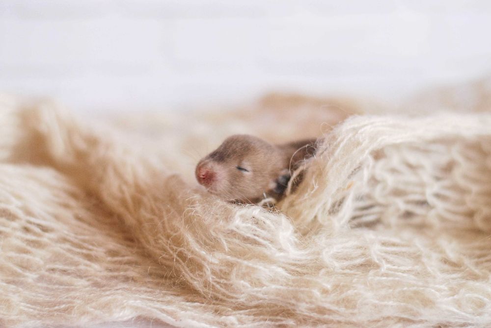 детки крысятки с обработкой