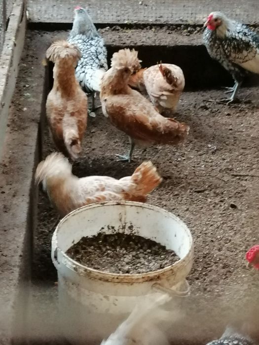 Casais de Paduanas (Camurça)