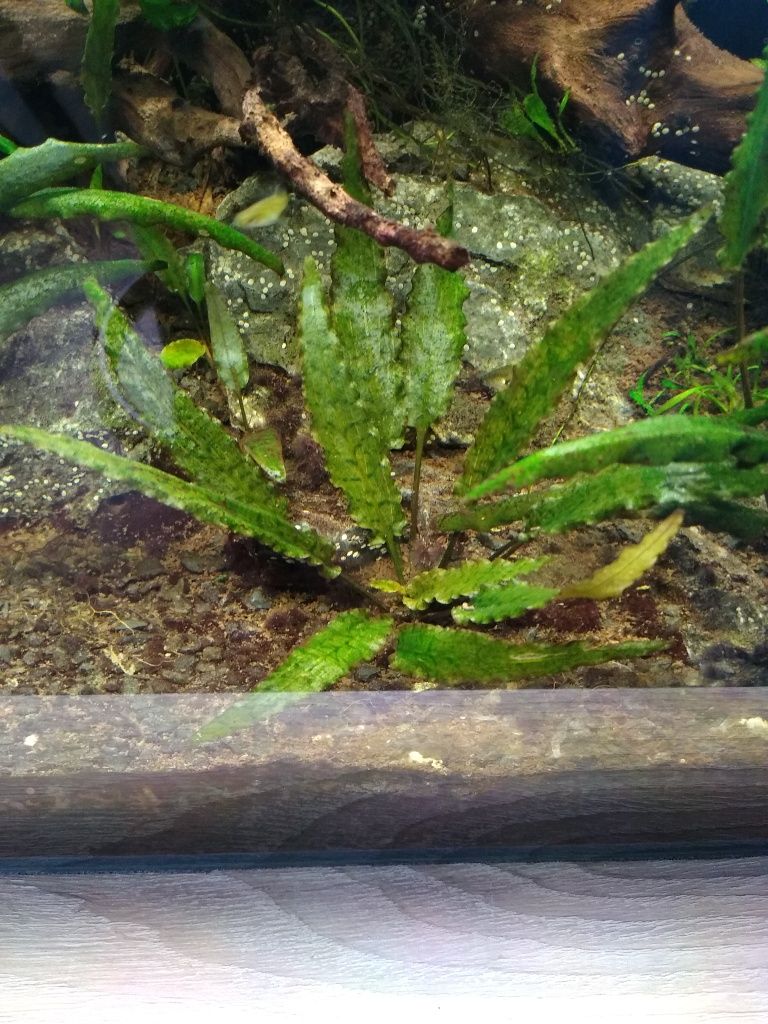 Cryptocoryne wendtii brown