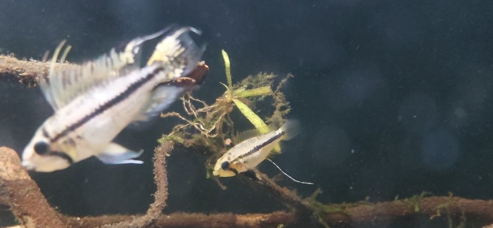 Apistogramma Cacuatoide