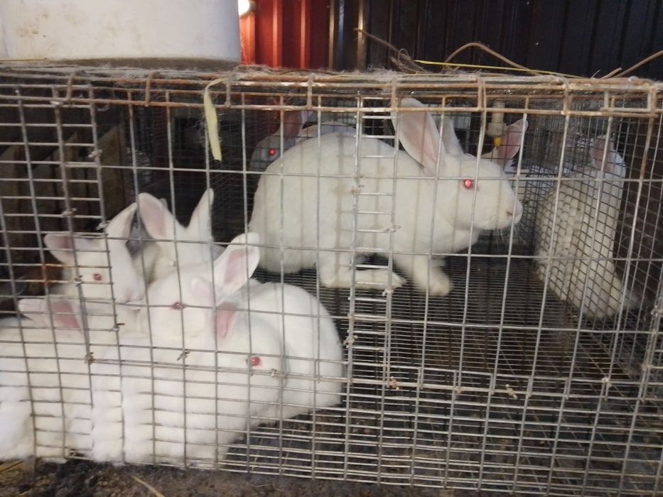 Продам ,недорого, кролики Панон .