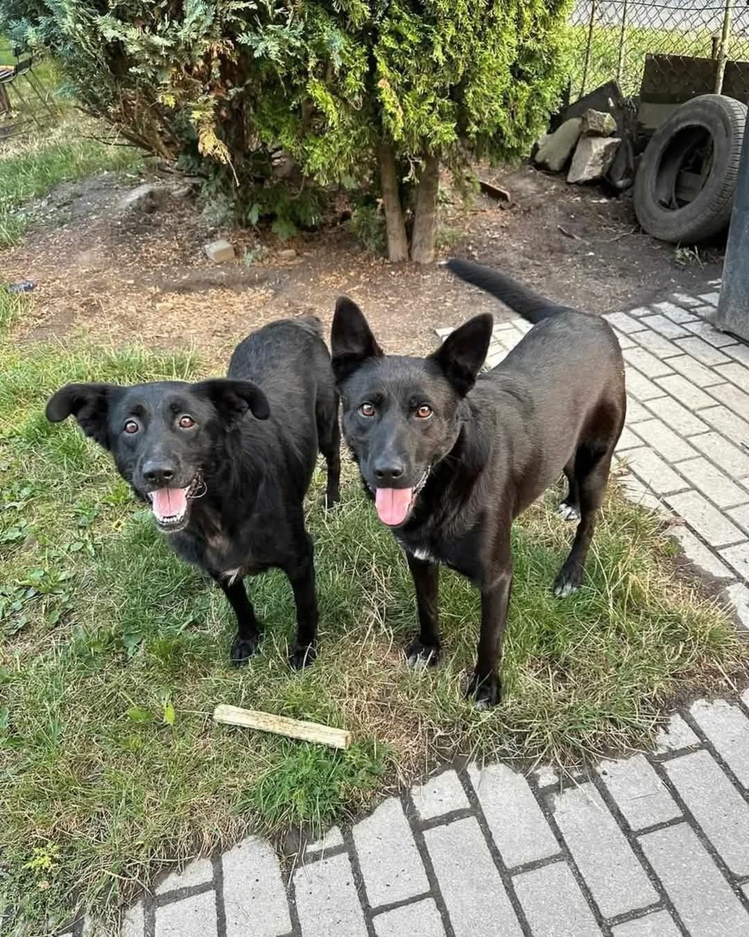 Mucha i Kajtek - czarne psy do adopcji
