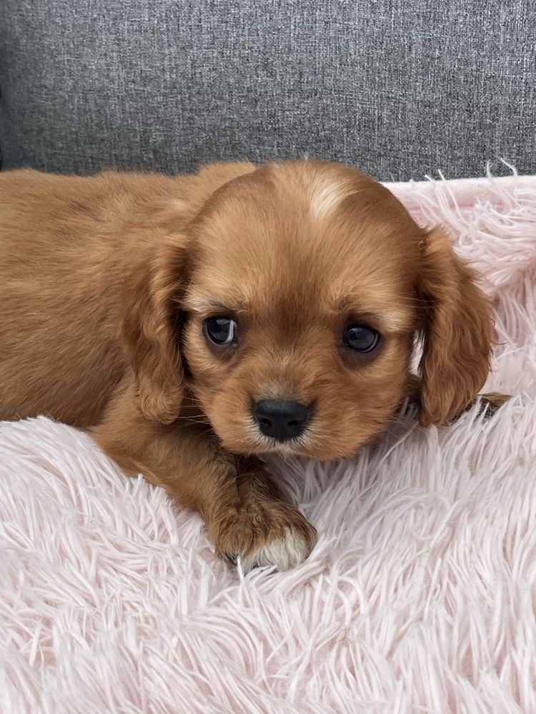 Cavalier King Charles Spaniel piesek