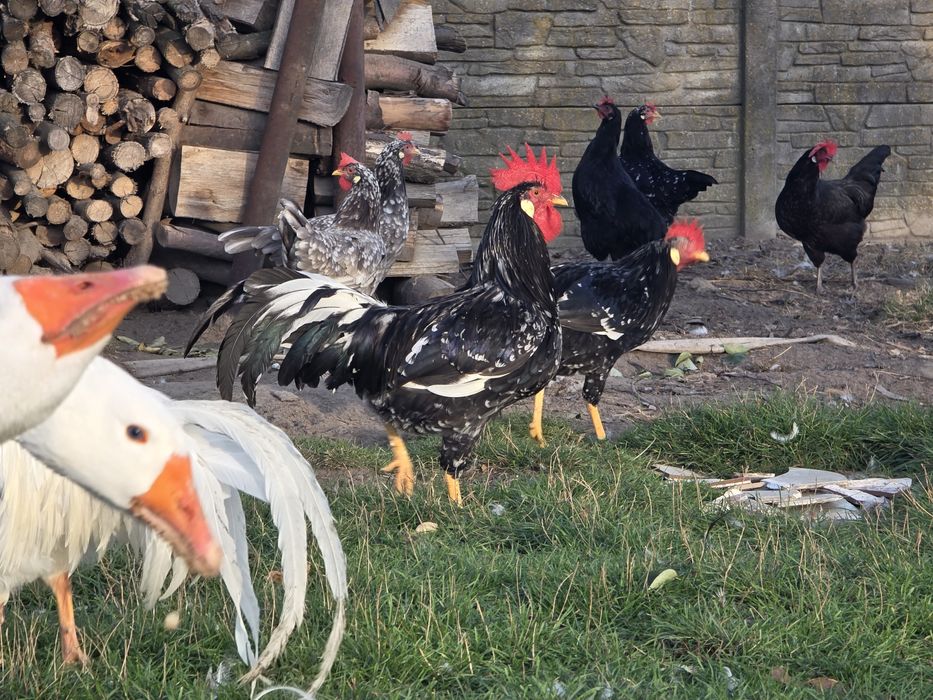 Koguty włoszka białe