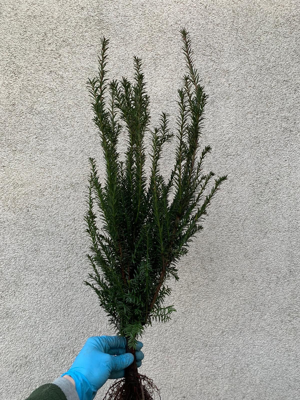 Taxus ×media 'Hicksii' cis pośredni 'Hicksii' goły korzeń 40/60cm