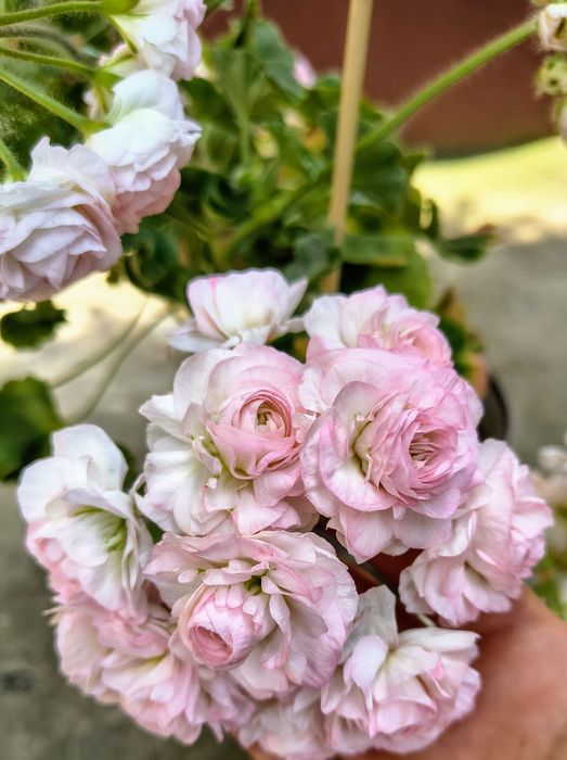 Пеларгонія ТА Емануель, Династія Даджі