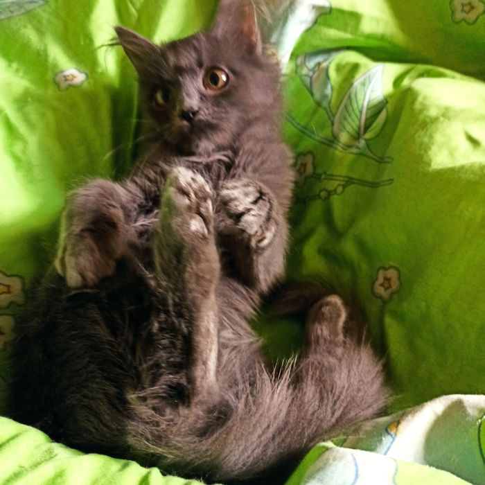 Отдам котёнка в добрые руки