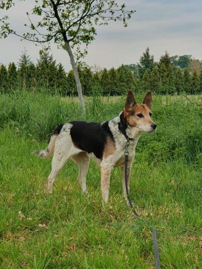 Suczka Jamajka do adopcji!