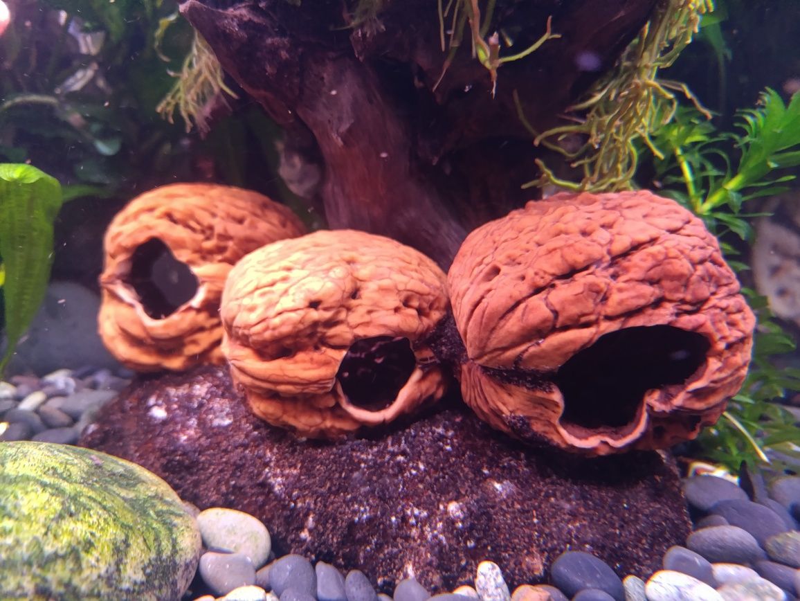 Dekoracja naturalna do krewetkarium/akwarium "ORZECH"