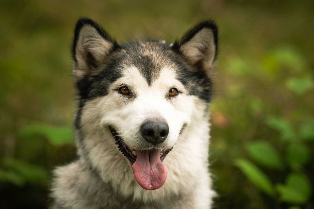 Przesłodka suka Beza Alaskan Malamute, malamut, szuka domu