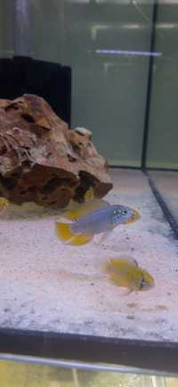 Apistogramma borelli opal, para