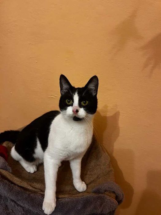 Krówka - kotka z miłością do całego świata! (FeLV+)