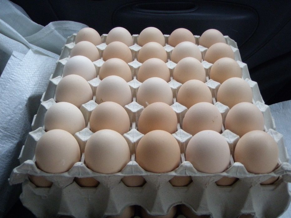 Jajka świeże JEDNODNIOWE