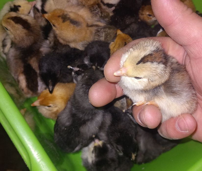 Araukany bezogoniaste Czysta rasa